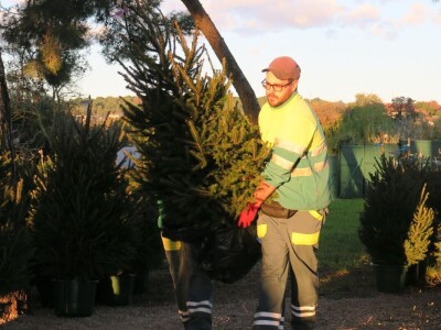 Unajmite živo božićno drvce - rješenje koje nudi Grad Pula i komunalno poduzeće Pula Herculanea