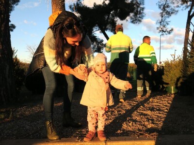 Unajmite živo božićno drvce - rješenje koje nudi Grad Pula i komunalno poduzeće Pula Herculanea