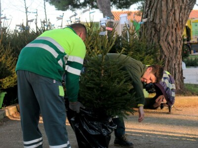 Unajmite živo božićno drvce - rješenje koje nudi Grad Pula i komunalno poduzeće Pula Herculanea