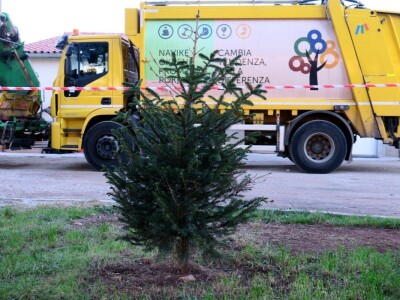 Unajmite živo božićno drvce - rješenje koje nudi Grad Pula i komunalno poduzeće Pula Herculanea