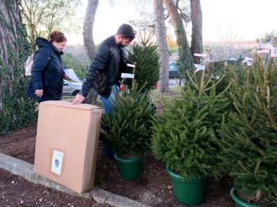 Unajmite živo božićno drvce - rješenje koje nudi Grad Pula i komunalno poduzeće Pula Herculanea