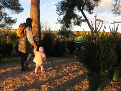Unajmite živo božićno drvce - rješenje koje nudi Grad Pula i komunalno poduzeće Pula Herculanea