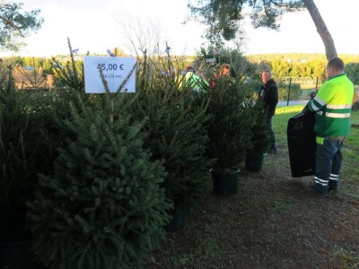 Unajmite živo božićno drvce - rješenje koje nudi Grad Pula i komunalno poduzeće Pula Herculanea