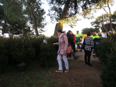 Unajmite živo božićno drvce - rješenje koje nudi Grad Pula i komunalno poduzeće Pula Herculanea