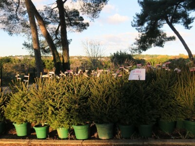 Unajmite živo božićno drvce - rješenje koje nudi Grad Pula i komunalno poduzeće Pula Herculanea