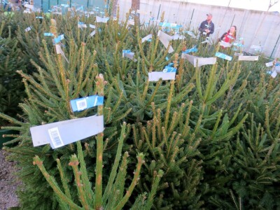 Unajmite živo božićno drvce - rješenje koje nudi Grad Pula i komunalno poduzeće Pula Herculanea