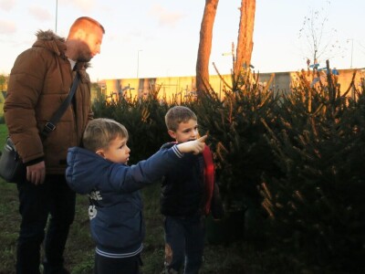 Unajmite živo božićno drvce - rješenje koje nudi Grad Pula i komunalno poduzeće Pula Herculanea