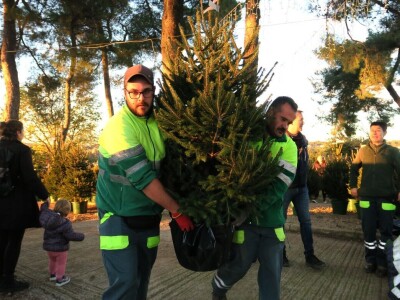 Unajmite živo božićno drvce - rješenje koje nudi Grad Pula i komunalno poduzeće Pula Herculanea
