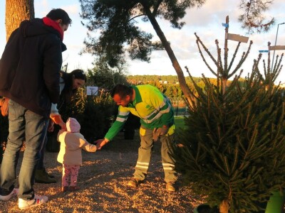 Unajmite živo božićno drvce - rješenje koje nudi Grad Pula i komunalno poduzeće Pula Herculanea