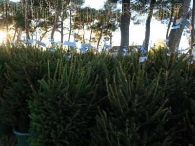 Unajmite živo božićno drvce - rješenje koje nudi Grad Pula i komunalno poduzeće Pula Herculanea