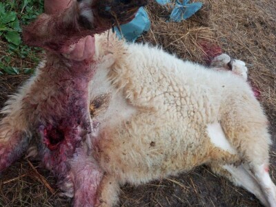 Unakazežene ovce od strane pasa lutalica