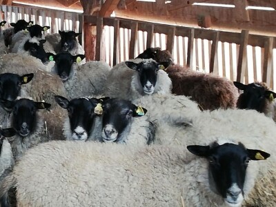 Unakazežene ovce od strane pasa lutalica