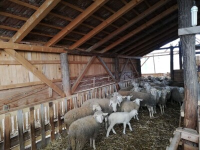 Unakazežene ovce od strane pasa lutalica