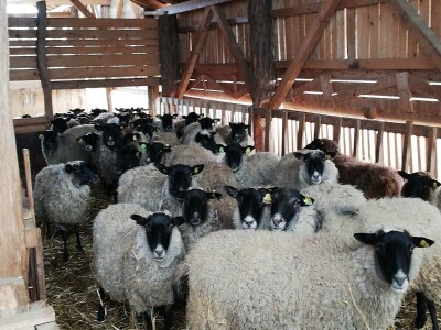 Unakazežene ovce od strane pasa lutalica