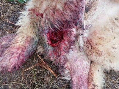 Unakazežene ovce od strane pasa lutalica