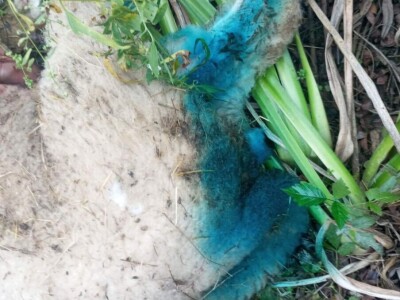 Unakazežene ovce od strane pasa lutalica