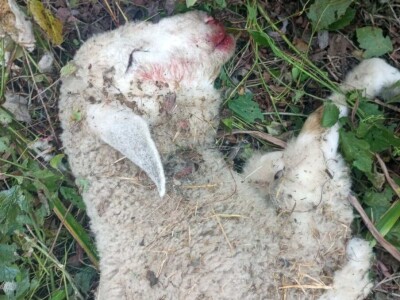 Unakazežene ovce od strane pasa lutalica