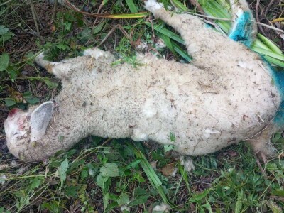 Unakazežene ovce od strane pasa lutalica