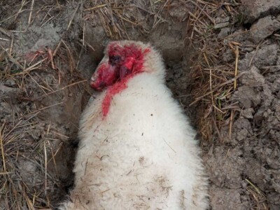 Unakazežene ovce od strane pasa lutalica