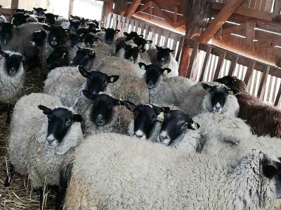 Unakazežene ovce od strane pasa lutalica