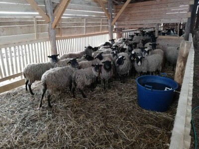 Unakazežene ovce od strane pasa lutalica