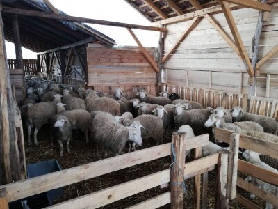 Unakazežene ovce od strane pasa lutalica