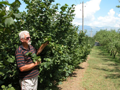 Unatoč jakoj buri, ostali su urodi lješnjaka u grozdovima