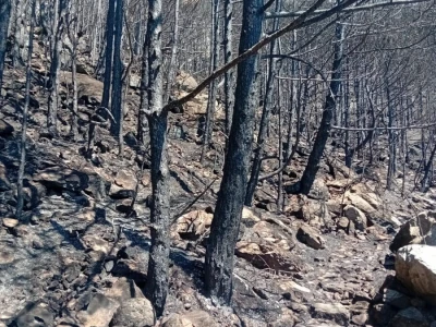 Uništena stoljetna šuma