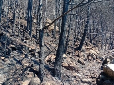 Uništena stoljetna šuma Uništena stoljetna šuma