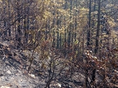 Uništena stoljetna šuma Uništena stoljetna šuma