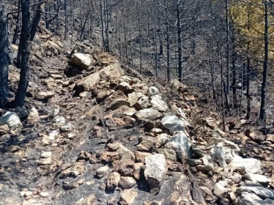 Uništena stoljetna šuma