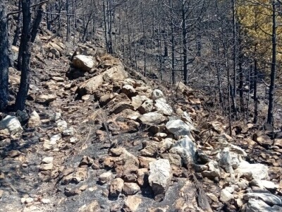 Uništena stoljetna šuma Uništena stoljetna šuma