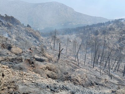 Uništena stoljetna šuma Uništena stoljetna šuma