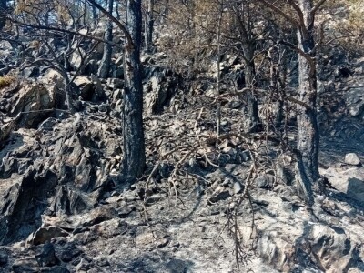 Uništena stoljetna šuma Uništena stoljetna šuma