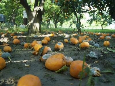 Neretvanske mandarine i klementine