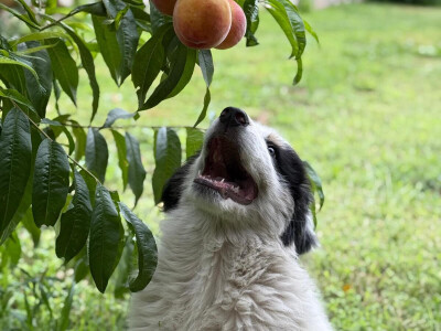 Ergela u selu Malkoč/Lučice iznad Fojnice