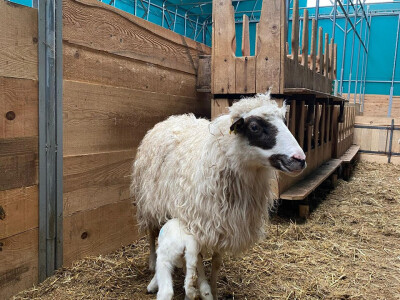 OPK Kučan Aleksinica