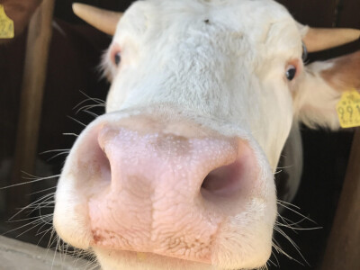 Farma muznih krava obitelji Zlatar