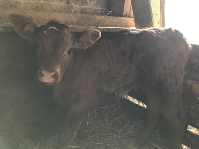 Farma muznih krava obitelji Zlatar