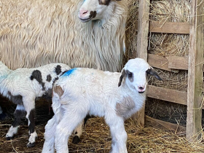 OPK Kučan Aleksinica