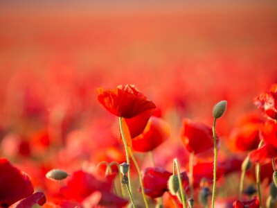Makovi na polju