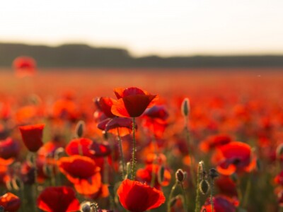 Makovi na polju