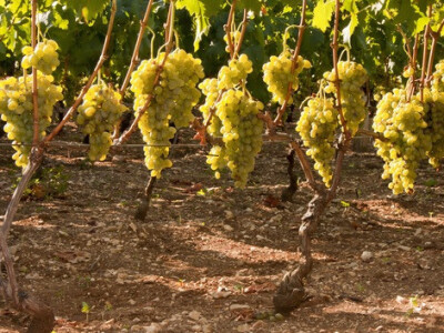 Izvor fotografije: Ivica Milan WEB arhiva Izvor fotografije: Ivica Milan WEB arhiva