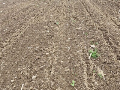 Divlje svinje pustoše usjeve kukuruza