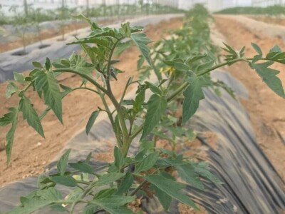 sadnja presadnica povrca