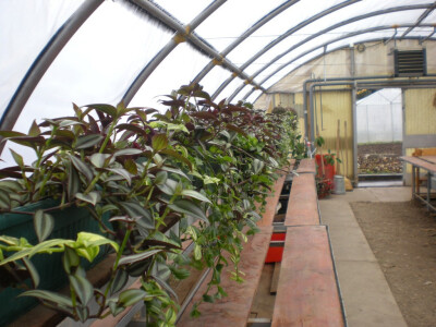 Plastenik za cveće, semena i rasad za biovrt