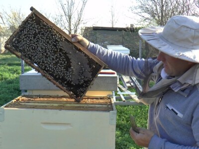 Uprkos alergiji, zavoleo pčele i pčelarenje