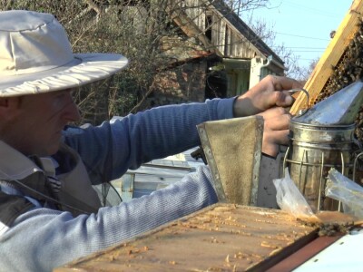 Uprkos alergiji, zavoleo pčele i pčelarenje