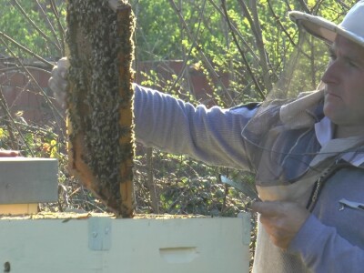 Uprkos alergiji, zavoleo pčele i pčelarenje