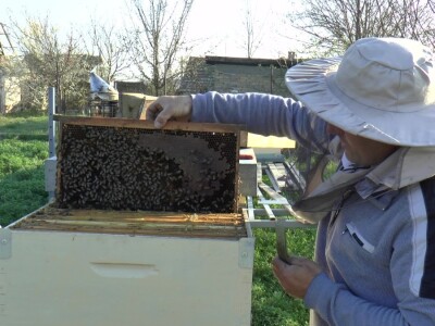 Uprkos alergiji, zavoleo pčele i pčelarenje